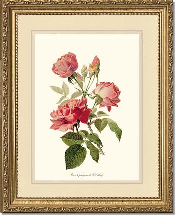 Rose Wall Art Print: Rose a Parfum de l Hay - Vintage Botanical Wall Decor- Charting Nature