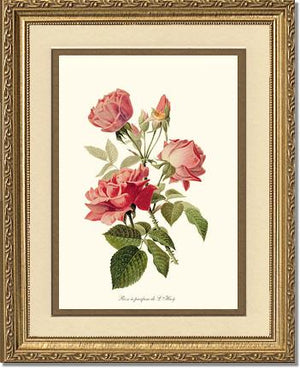 Rose a Parfum de l Hay