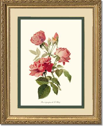 Rose Wall Art Print: Rose a Parfum de l Hay - Vintage Botanical Wall Decor- Charting Nature