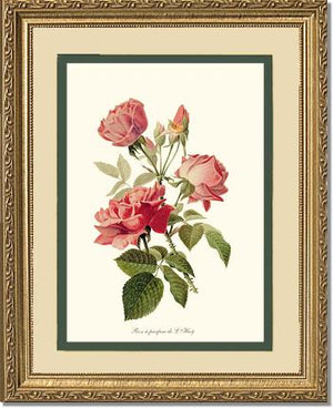 Rose a Parfum de l Hay