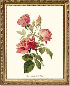 Rose a Parfum de l Hay