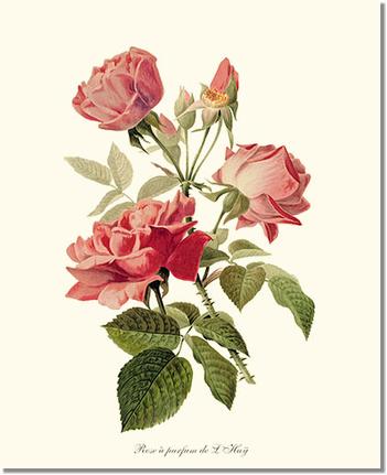 Rose Wall Art Print: Rose a Parfum de l Hay - Vintage Botanical Wall Decor- Charting Nature