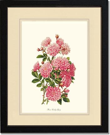 Rose Wall Art Print: Rose Lady Gay - Vintage Botanical Wall Decor- Charting Nature