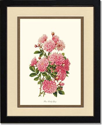 Rose Wall Art Print: Rose Lady Gay - Vintage Botanical Wall Decor- Charting Nature