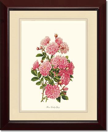 Rose Wall Art Print: Rose Lady Gay - Vintage Botanical Wall Decor- Charting Nature
