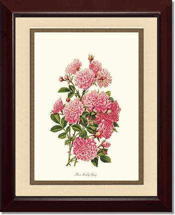 Rose Wall Art Print: Rose Lady Gay - Vintage Botanical Wall Decor- Charting Nature