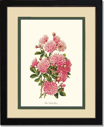 Rose Wall Art Print: Rose Lady Gay - Vintage Botanical Wall Decor- Charting Nature
