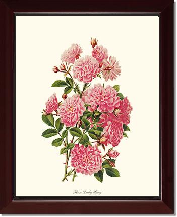 Rose Wall Art Print: Rose Lady Gay - Vintage Botanical Wall Decor- Charting Nature