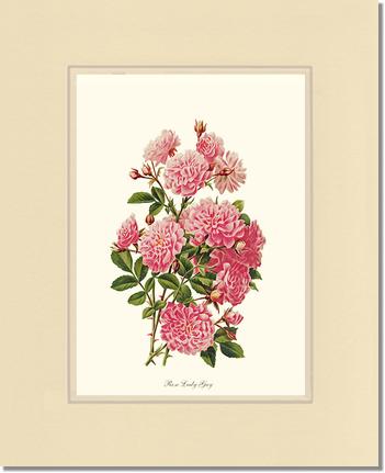Rose Wall Art Print: Rose Lady Gay - Vintage Botanical Wall Decor- Charting Nature