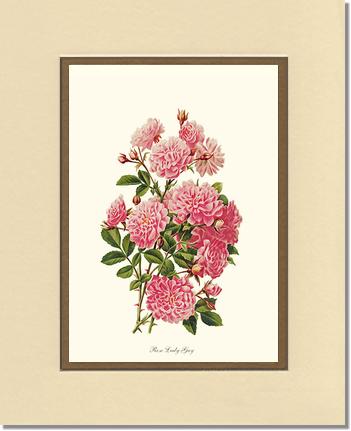 Rose Wall Art Print: Rose Lady Gay - Vintage Botanical Wall Decor- Charting Nature