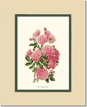 Rose Wall Art Print: Rose Lady Gay - Vintage Botanical Wall Decor- Charting Nature
