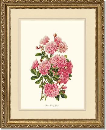 Rose Wall Art Print: Rose Lady Gay - Vintage Botanical Wall Decor- Charting Nature