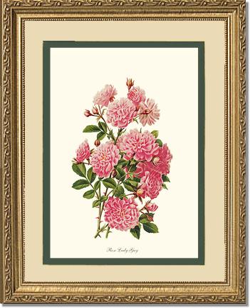 Rose Wall Art Print: Rose Lady Gay - Vintage Botanical Wall Decor- Charting Nature