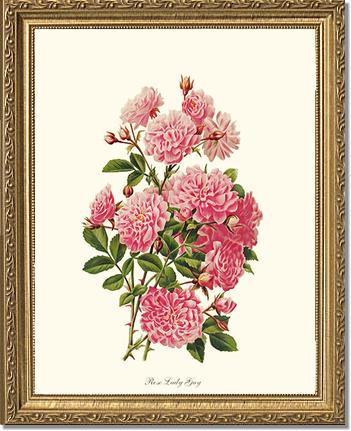 Rose Wall Art Print: Rose Lady Gay - Vintage Botanical Wall Decor- Charting Nature