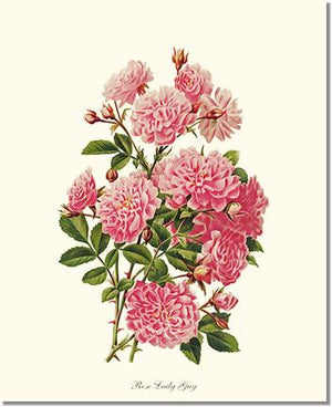 Rose Wall Art Print: Rose Lady Gay - Vintage Botanical Wall Decor- Charting Nature