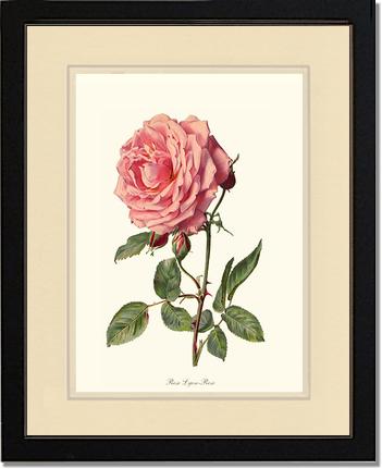 Rose Wall Art Print: Rose Lyon - Vintage Botanical Wall Decor- Charting Nature
