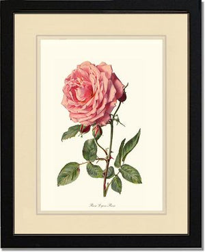Rose Lyon