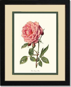 Rose Lyon