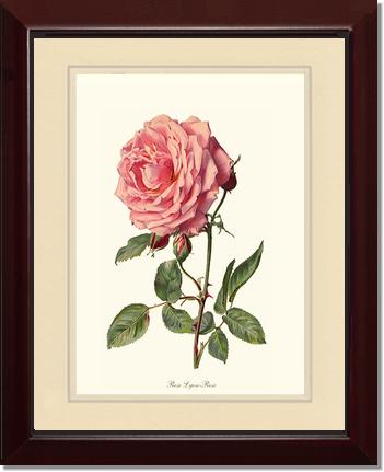 Rose Wall Art Print: Rose Lyon - Vintage Botanical Wall Decor- Charting Nature