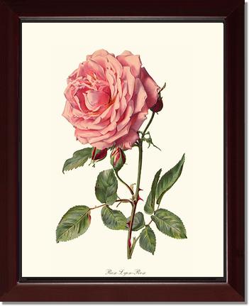 Rose Wall Art Print: Rose Lyon - Vintage Botanical Wall Decor- Charting Nature