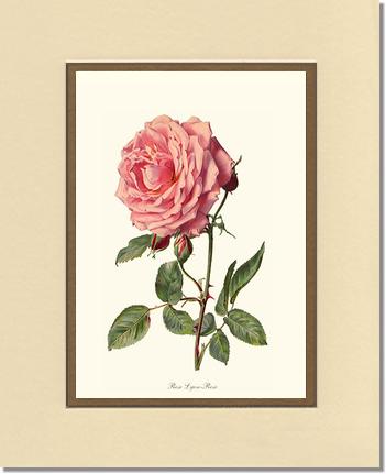 Rose Wall Art Print: Rose Lyon - Vintage Botanical Wall Decor- Charting Nature
