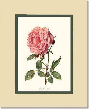 Rose Wall Art Print: Rose Lyon - Vintage Botanical Wall Decor- Charting Nature