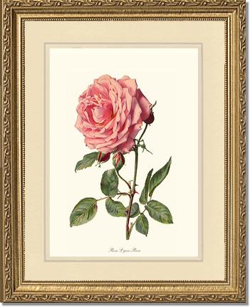 Rose Wall Art Print: Rose Lyon - Vintage Botanical Wall Decor- Charting Nature