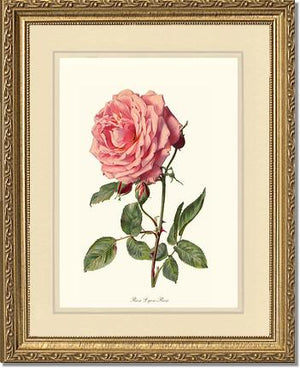 Rose Lyon