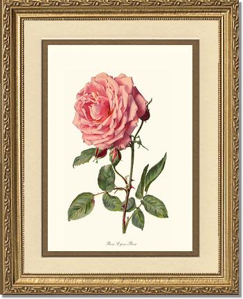 Rose Wall Art Print: Rose Lyon - Vintage Botanical Wall Decor- Charting Nature