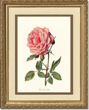 Rose Lyon