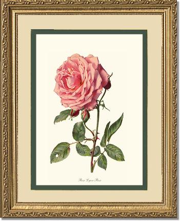 Rose Wall Art Print: Rose Lyon - Vintage Botanical Wall Decor- Charting Nature