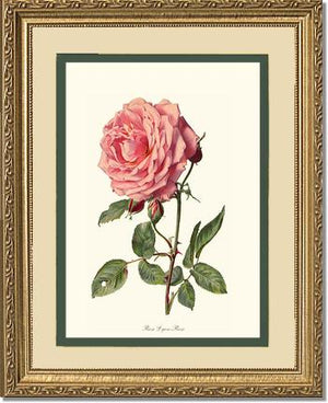 Rose Lyon