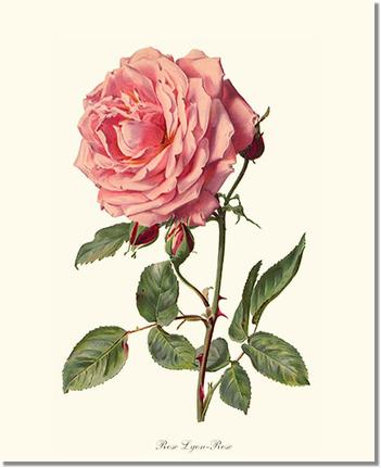 Rose Wall Art Print: Rose Lyon - Vintage Botanical Wall Decor- Charting Nature