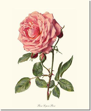 Rose Print: Rose Lyon