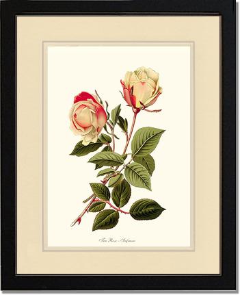 Rose Wall Art Print: Safrano - Vintage Botanical Wall Decor- Charting Nature