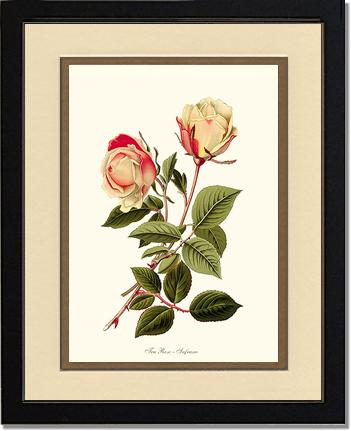 Rose Wall Art Print: Safrano - Vintage Botanical Wall Decor- Charting Nature