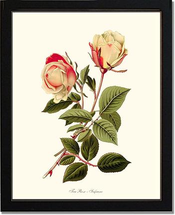 Rose Wall Art Print: Safrano - Vintage Botanical Wall Decor- Charting Nature