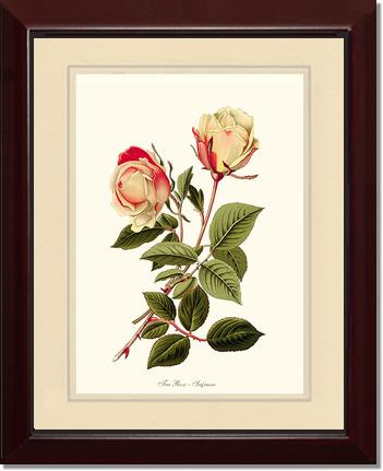 Rose Wall Art Print: Safrano - Vintage Botanical Wall Decor- Charting Nature