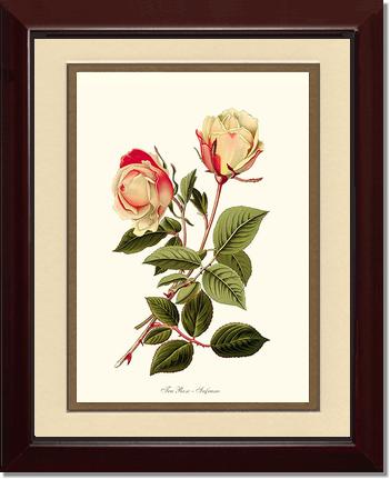Rose Wall Art Print: Safrano - Vintage Botanical Wall Decor- Charting Nature