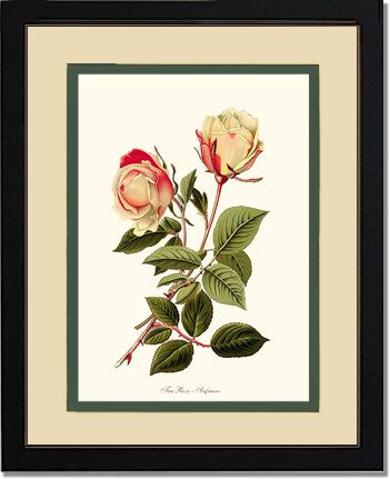 Rose Wall Art Print: Safrano - Vintage Botanical Wall Decor- Charting Nature