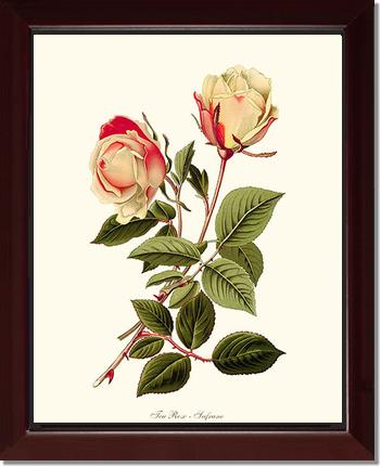 Rose Wall Art Print: Safrano - Vintage Botanical Wall Decor- Charting Nature