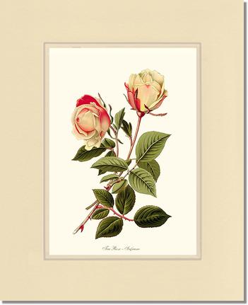 Rose Wall Art Print: Safrano - Vintage Botanical Wall Decor- Charting Nature