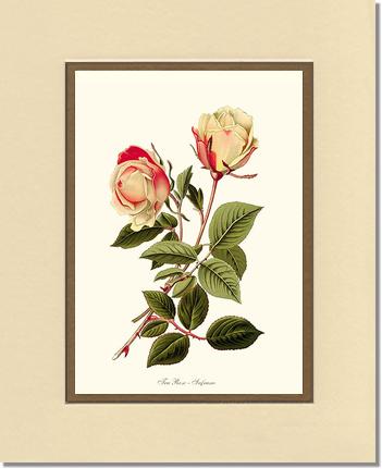 Rose Wall Art Print: Safrano - Vintage Botanical Wall Decor- Charting Nature