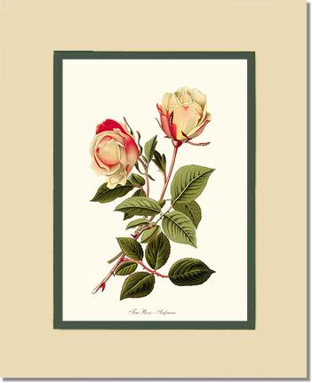 Rose Wall Art Print: Safrano - Vintage Botanical Wall Decor- Charting Nature