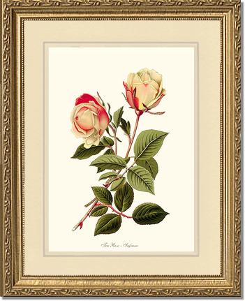 Rose Wall Art Print: Safrano - Vintage Botanical Wall Decor- Charting Nature