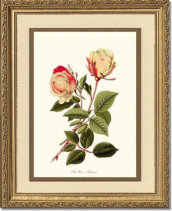 Rose Wall Art Print: Safrano - Vintage Botanical Wall Decor- Charting Nature