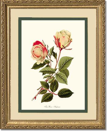 Rose Wall Art Print: Safrano - Vintage Botanical Wall Decor- Charting Nature