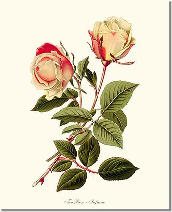 Rose Wall Art Print: Safrano - Vintage Botanical Wall Decor- Charting Nature