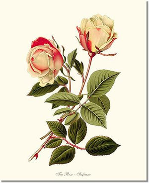 Rose Print: Safrano