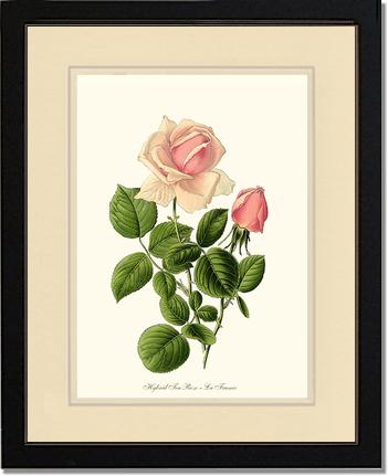 Rose Wall Art Print: La France - Vintage Botanical Wall Decor- Charting Nature